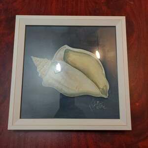 Spicher & Co BC Seashell No4 by Kolene Spicher Framed Print